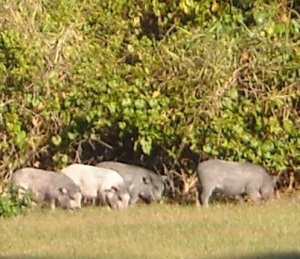Pigs seen at Royal Highlands Community Associaiton